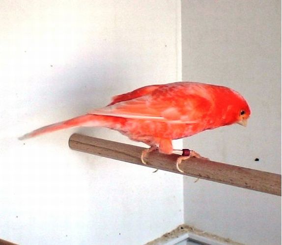 canar rosu 9