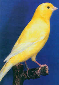 Canar galben 2
