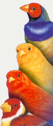 Canari si Papagali